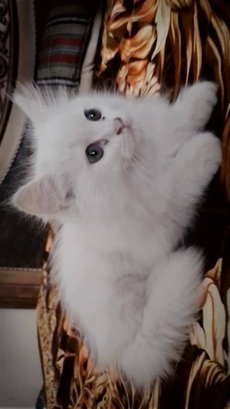 Pure White Persian Kitten 3