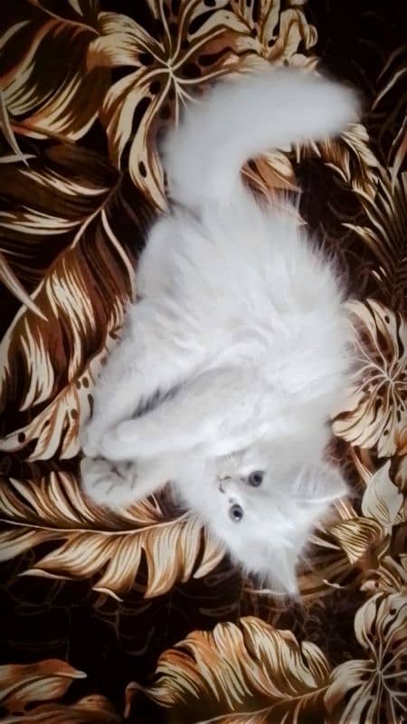 Pure White Persian Kitten 4