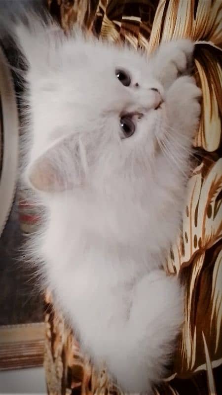 Pure White Persian Kitten 5