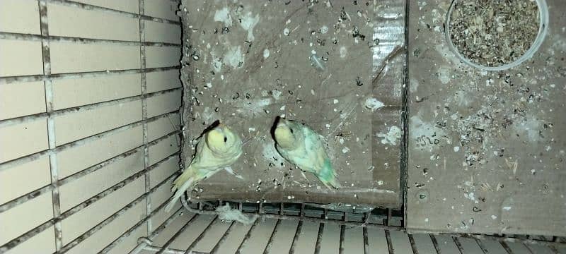 Budgie for sale urgent 0