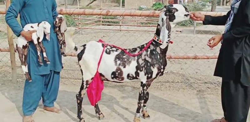 Desi Bakri Our 2 Bacchon ke sath Urgent For Sale Call me03204968514 3