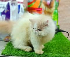 Persian male kitten / CFA Parents/Peke/Pike Face Male Kitten available