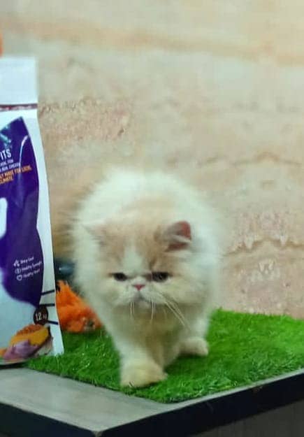 Persian male kitten / CFA Parents/Peke/Pike Face Male Kitten available 1