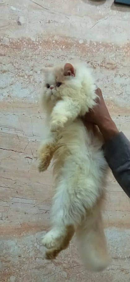 Persian male kitten / CFA Parents/Peke/Pike Face Male Kitten available 3