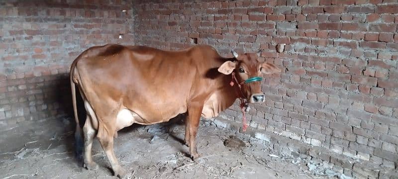 Jersey cross cow female available for sale 0