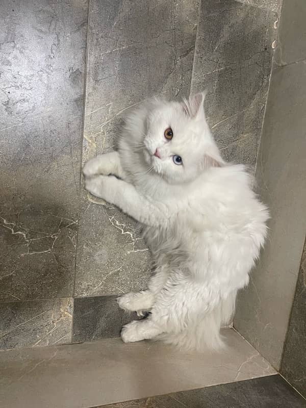 persian odd eye male triple coat 5