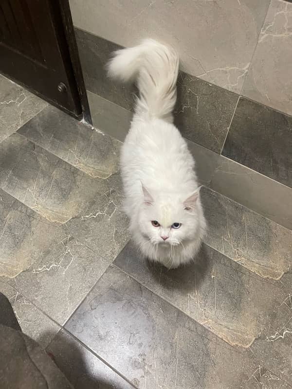 persian odd eye male triple coat 6