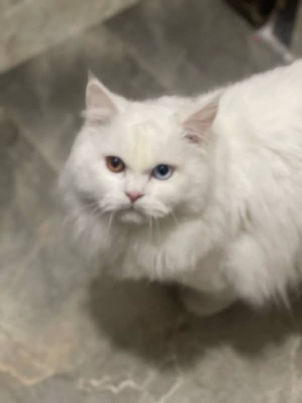 persian odd eye male triple coat 7