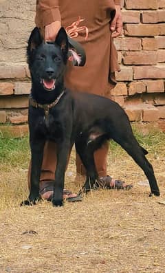 Belgium Shepherd black mail for sale full security dog