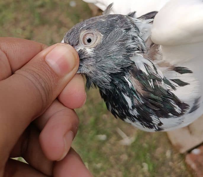 Bazi Wala kabuter pigeon pair 2