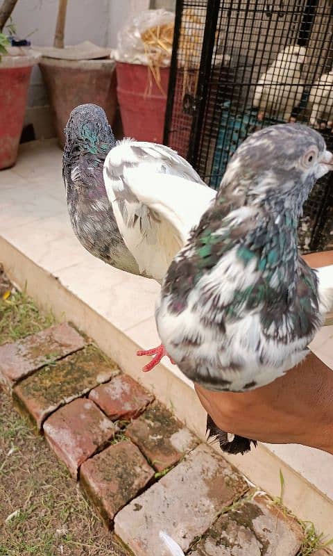 Bazi Wala kabuter pigeon pair 3