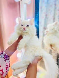 Persian cat vaccination clear for urgent 0348=4580=261 my WhatsApp