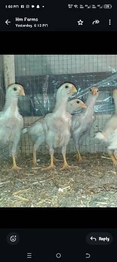 white Oshamoo chicks healthy