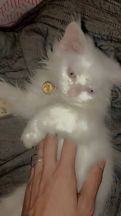 Persian cat  old eyes WhatsApp only 03294863276