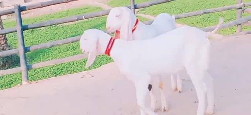 bacchon wali bakri for sale 03204968397 1