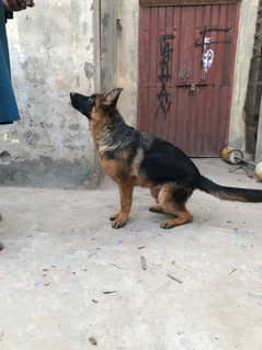 German shepherd and Labrador female for sale