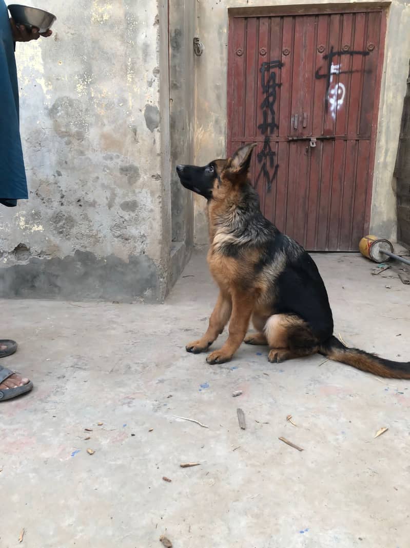 German Shepherd Female II For sale II Labrador Dogs Female II For sale 3