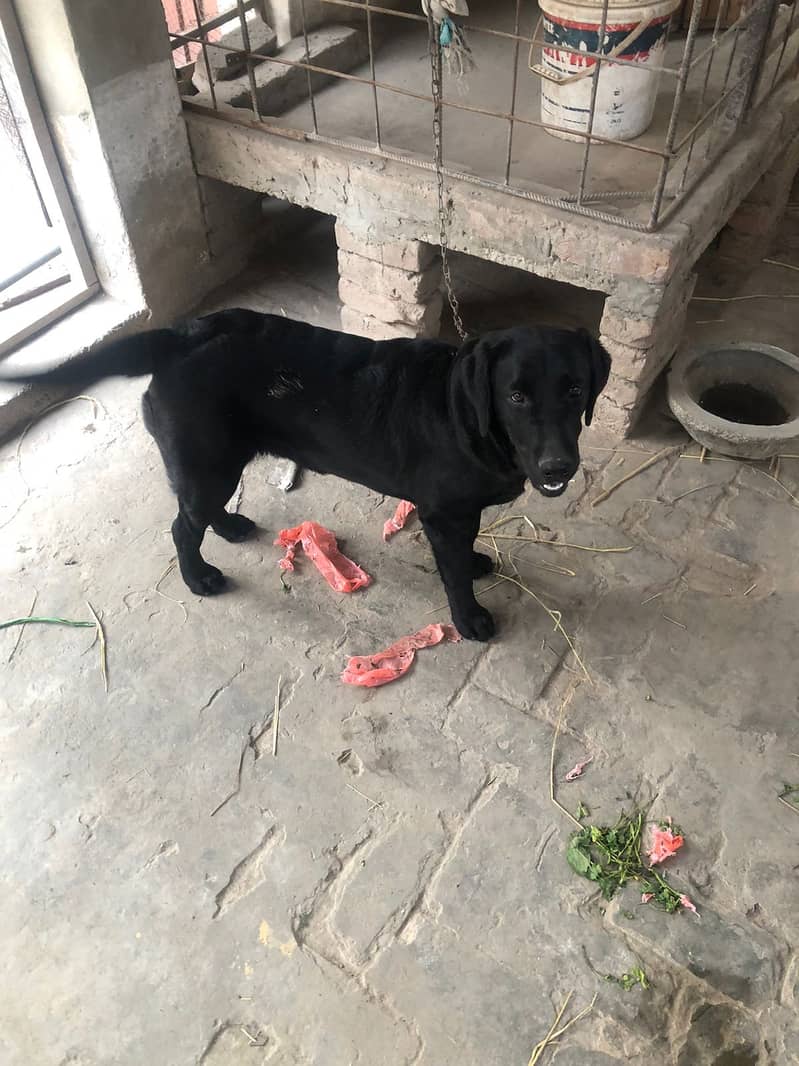 German Shepherd Female II For sale II Labrador Dogs Female II For sale 4