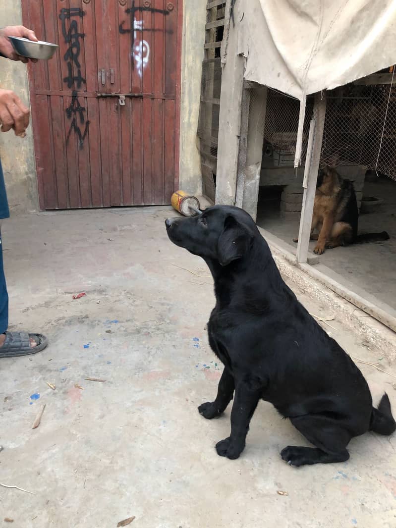 German Shepherd Female II For sale II Labrador Dogs Female II For sale 5