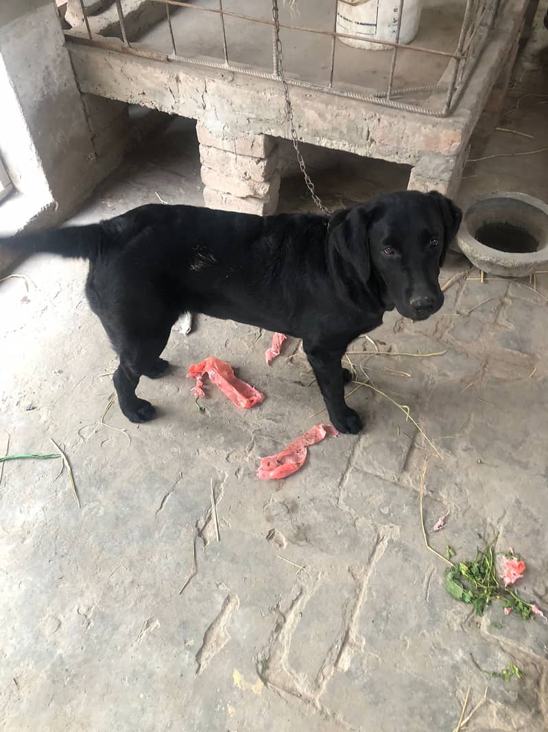 German Shepherd Female II For sale II Labrador Dogs Female II For sale 7