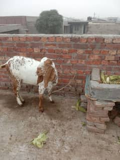 makkhi chini Pathak white bakri for sale