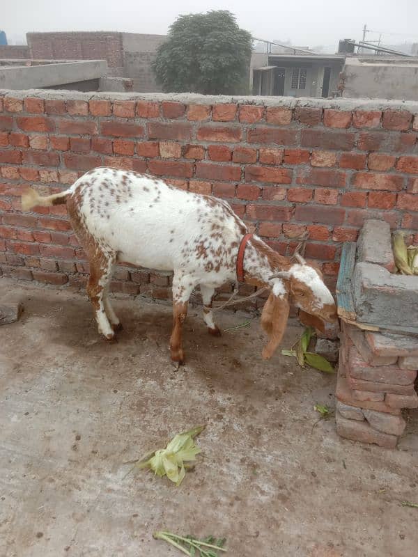 makkhi chini Pathak white bakri for sale 5