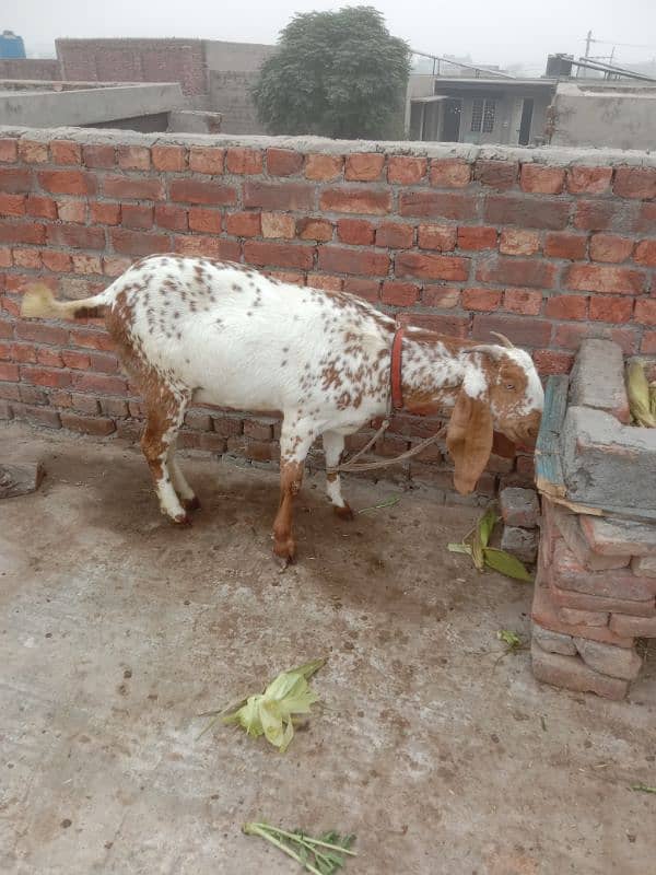 makkhi chini Pathak white bakri for sale 6