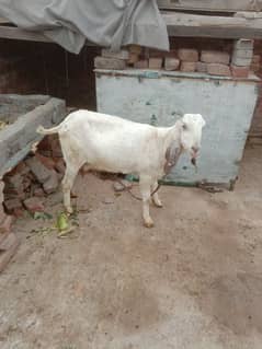 makkhi chini Pathak white bakri for sale