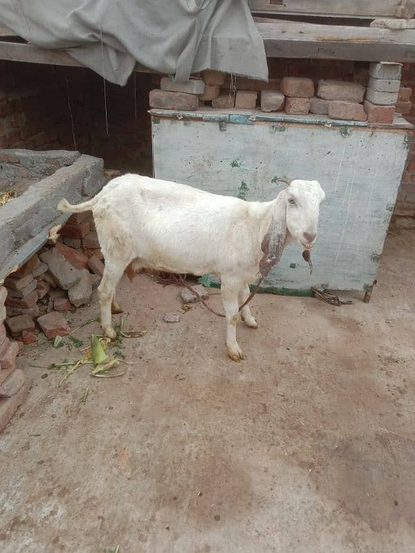 makkhi chini Pathak white bakri for sale 0