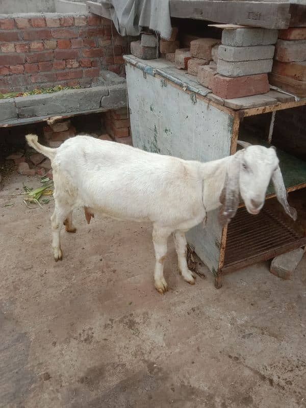 makkhi chini Pathak white bakri for sale 1