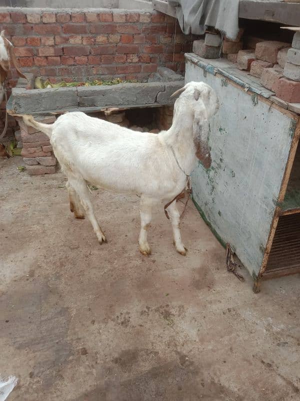 makkhi chini Pathak white bakri for sale 2