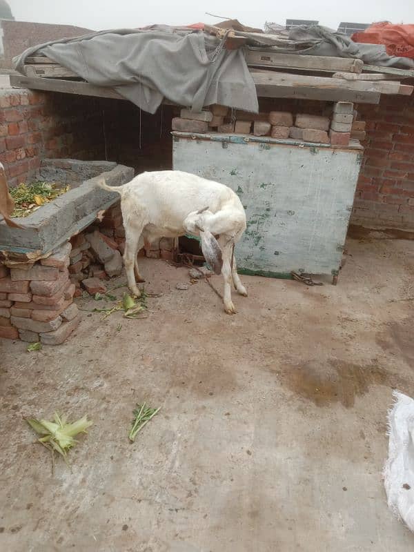 makkhi chini Pathak white bakri for sale 3