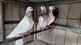 pigeons pair for sale breeder