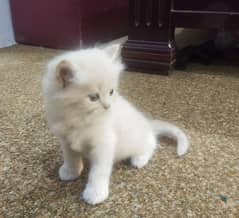 Persian cats available for sale