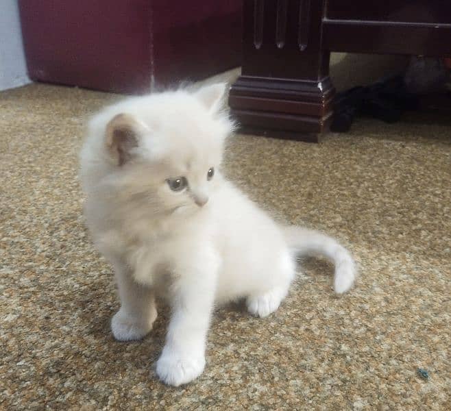 Persian kittens available for sale 0