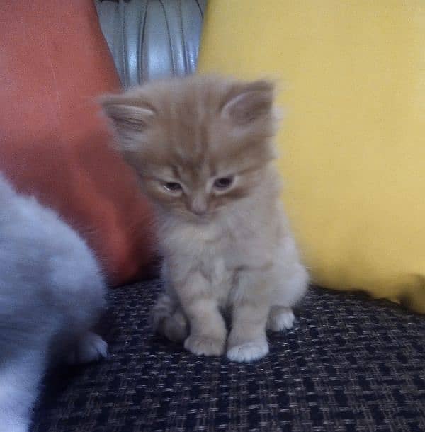 Persian kittens available for sale 1