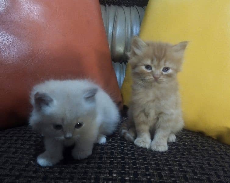 Persian kittens available for sale 2