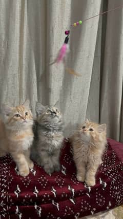 persian kittens