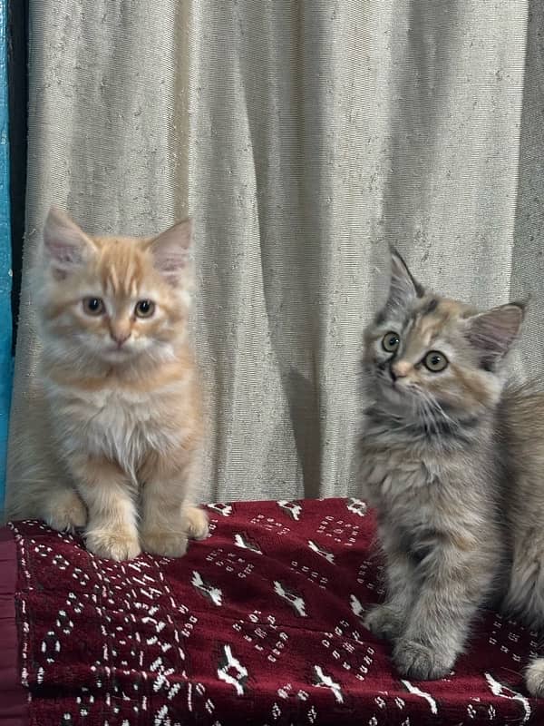 persian kittens 1