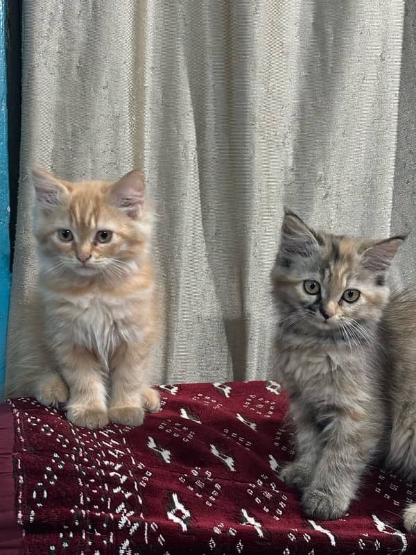 persian kittens 2