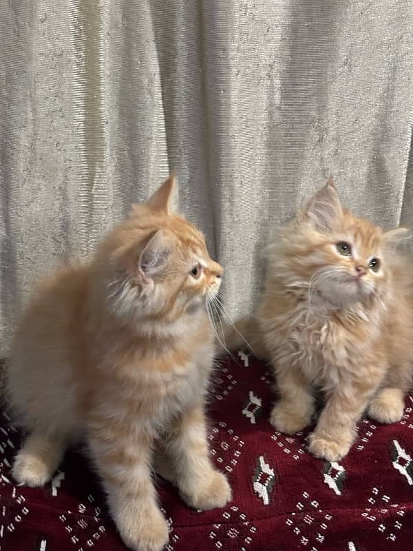 persian kittens 3