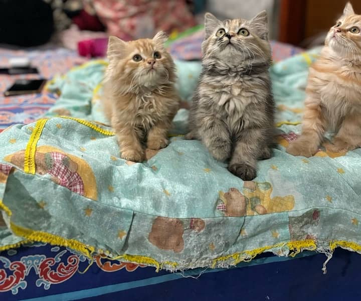 persian kittens 4