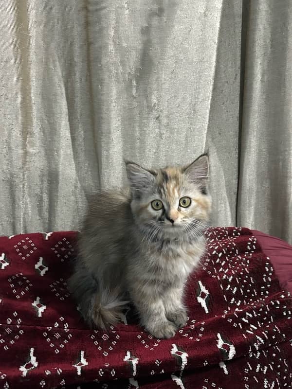 persian kittens 5