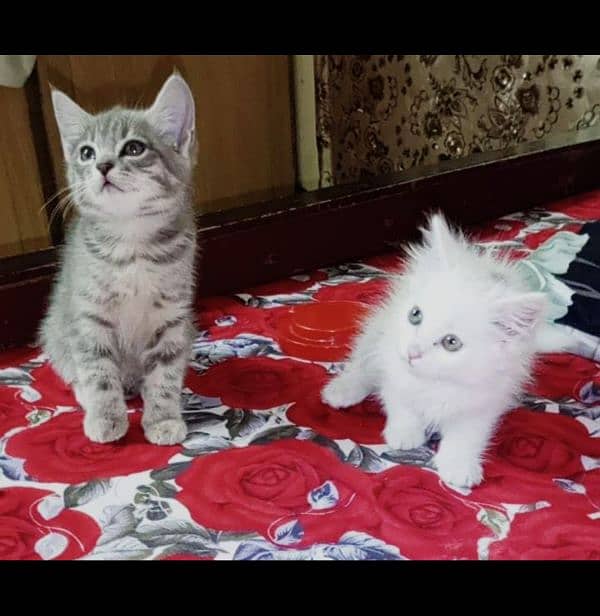 persian cat pairs 2 month baby 0