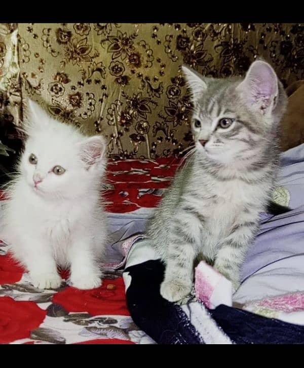 persian cat pairs 2 month baby 2