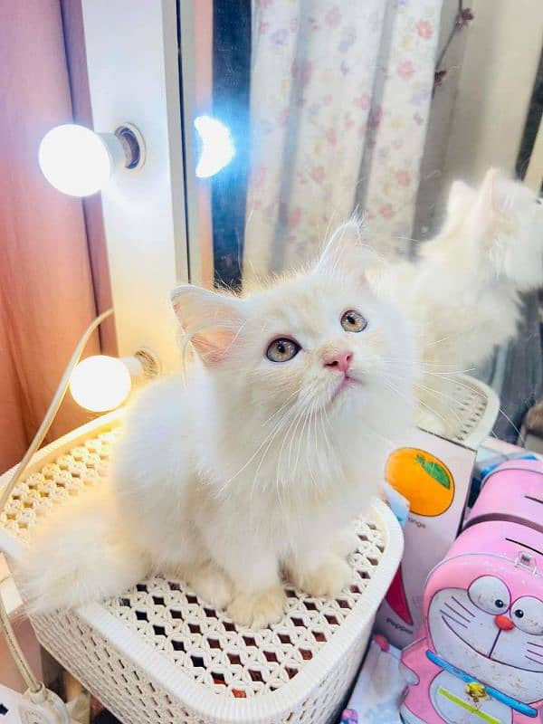 Persian cat vaccination clear for urgent sale 0348=4580=261 my WhatsA 1