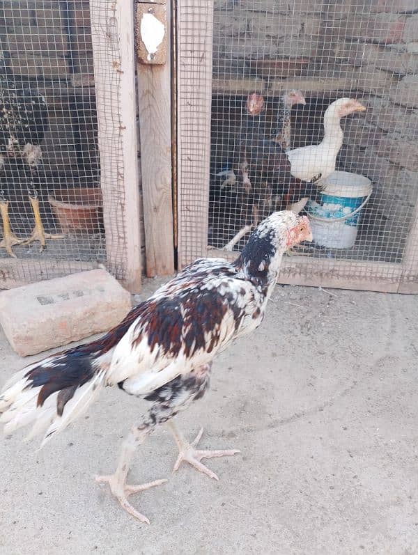 Best Bloodline Aseel Chicks For Sale 1