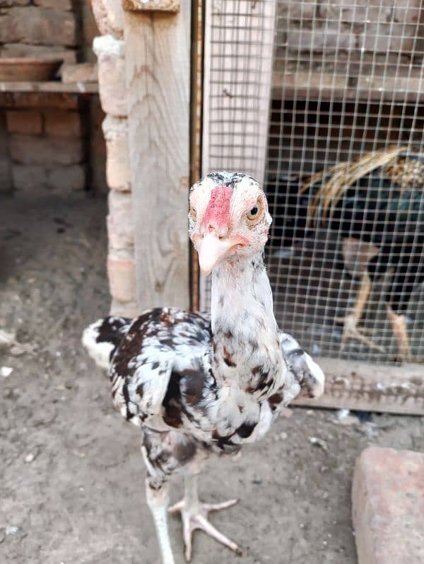 Best Bloodline Aseel Chicks For Sale 2