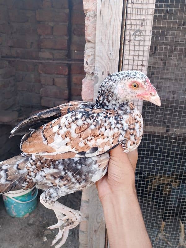 Best Bloodline Aseel Chicks For Sale 3