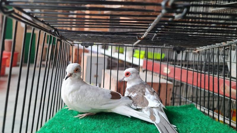 pied dove pair 0